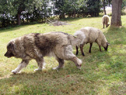 der kaukasische Owtscharka